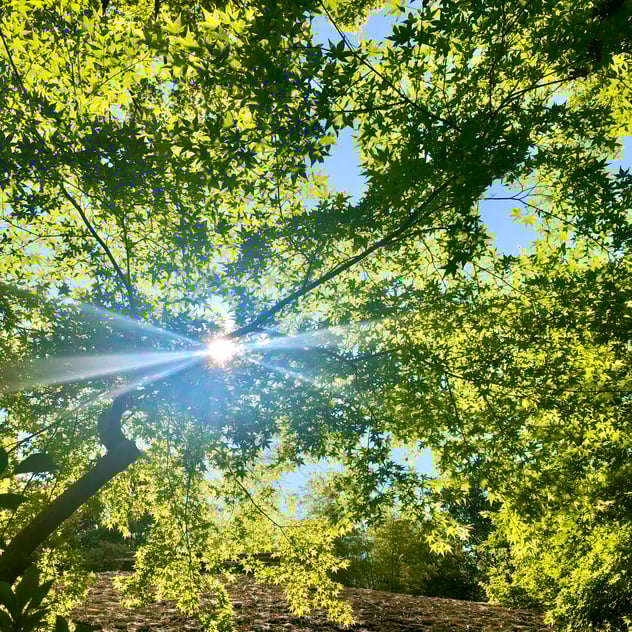 京都市下京区四条烏丸の心療内科、女医のいるメンタルクリニック、オンライン診療、マインドフルネス
