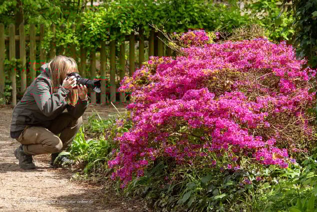 Botanischer Garten Rombergpark in Dortmund