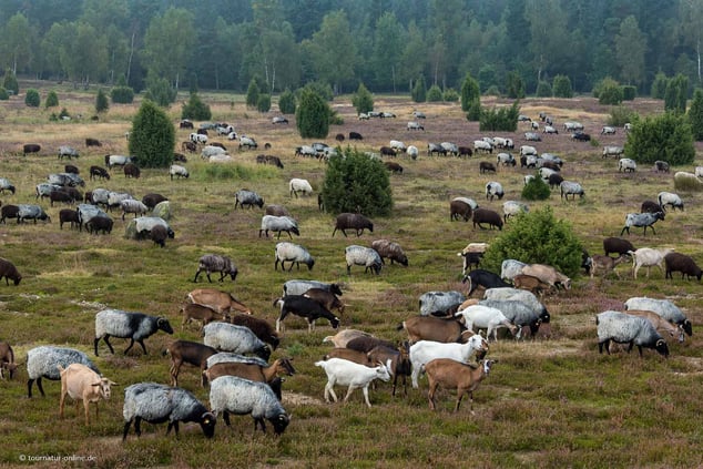 Mit dem Wohnmobil in der Lüneburger Heide