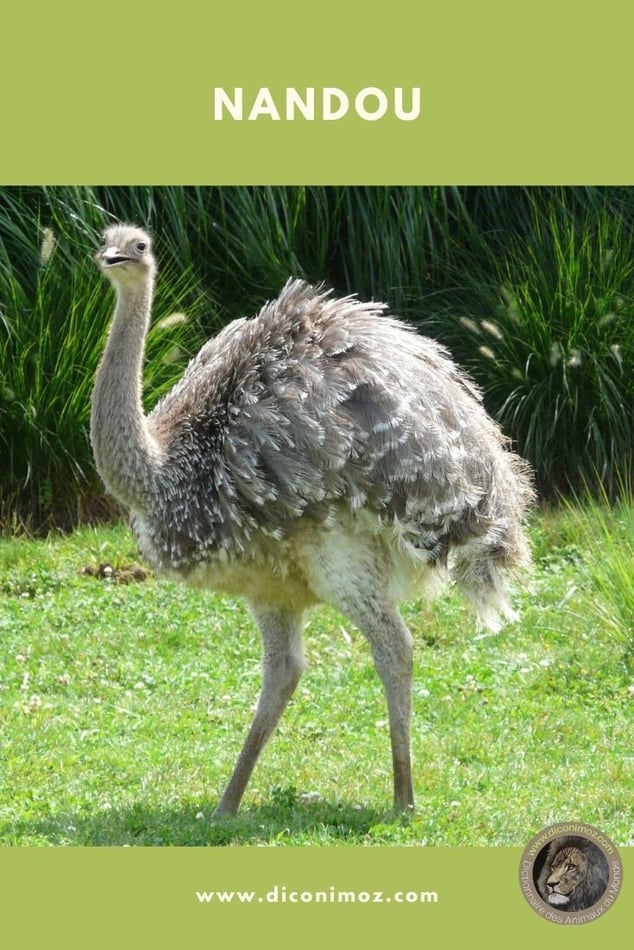nandou fiche animaux par N