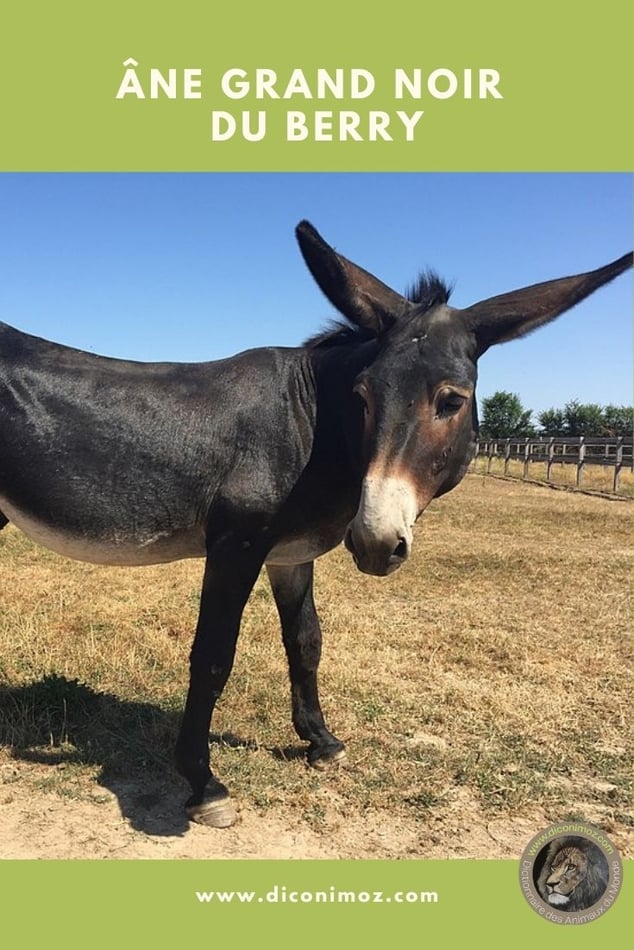 ane grand noir du berry animaux par A