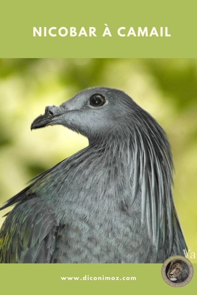 nicobar a camail fiche animaux par N