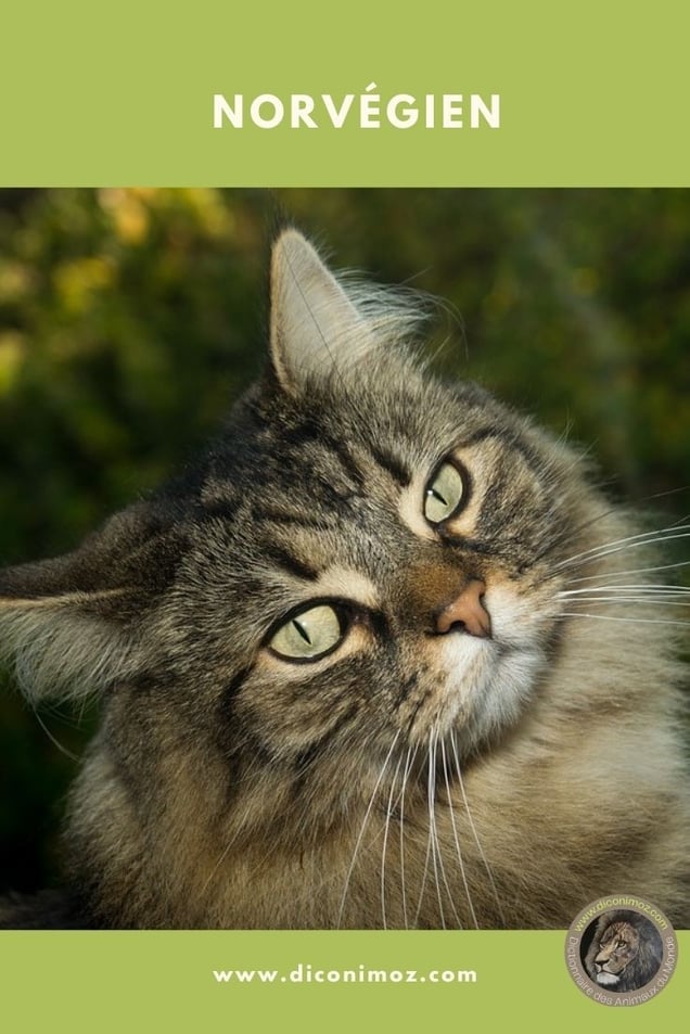 Norvégien fiche animaux par N