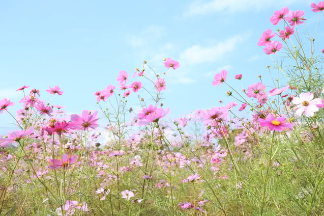京都市下京区四条烏丸の心療内科、女医のいるメンタルクリニック、オンライン診療、マインドフルネス