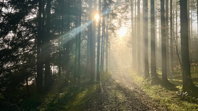 der Nebel verzieht sich im Naturcoaching