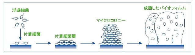 バイオフィルムの模式図