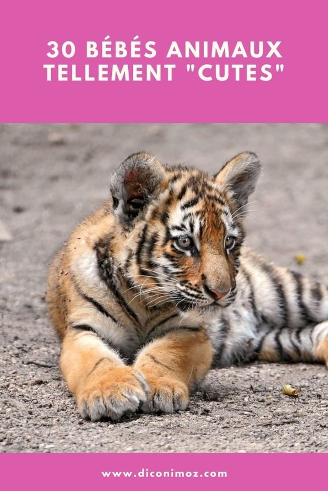 30 bébés animaux tellement cutes