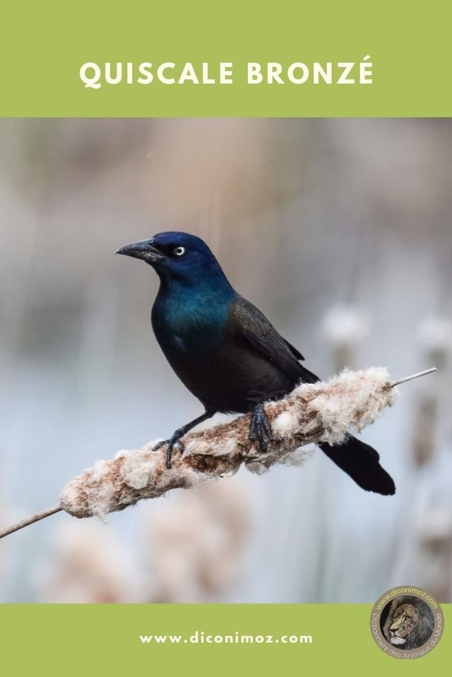 quiscale bronzé fiche animaux par Q