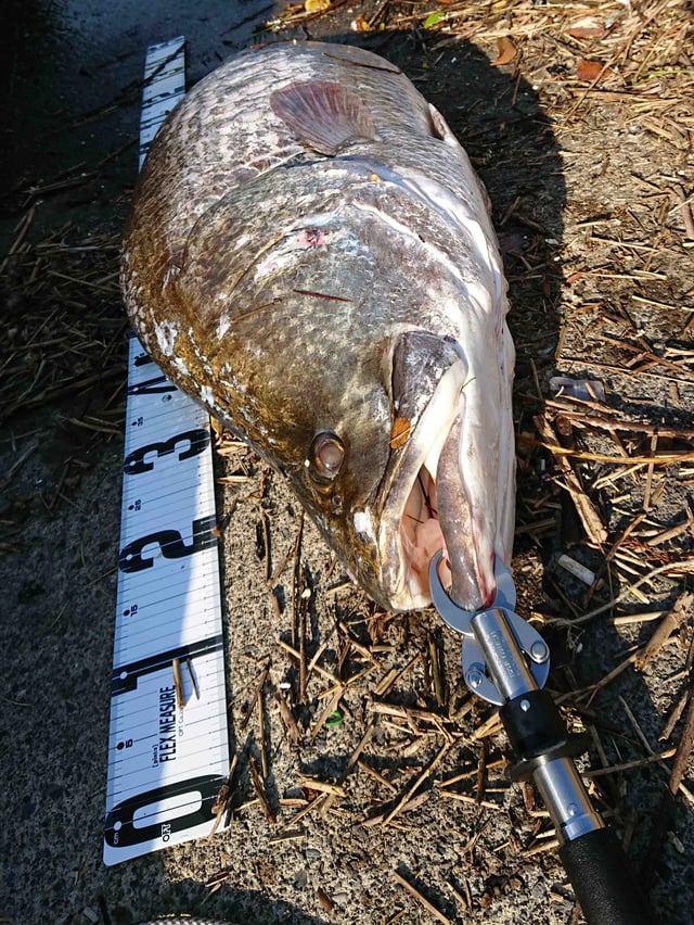 アカメ　日本記録　世界記録　ミウラてデザイン　シリコンルアー