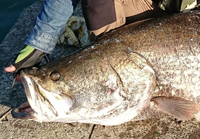 アカメ　日本記録　世界記録　ミウラデザイン　シリコン　ルアー