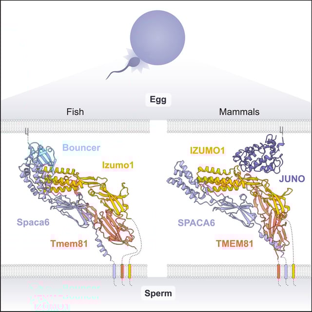 La conception vu par l'IA AlphaFold