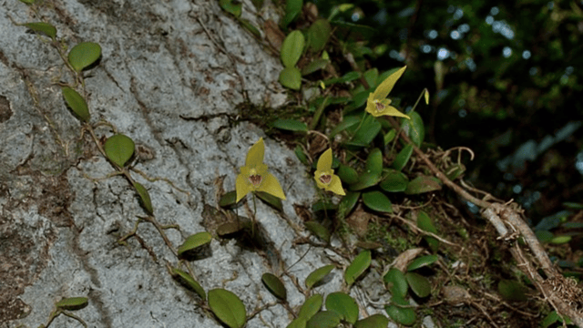 wikipedia commons より　マメズタラン