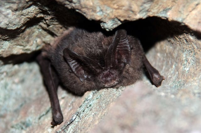 Nahaufnahme einer Mopsfledermaus an einer Steinwand