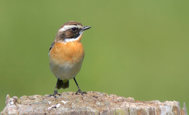 Foto: Braunkehlchen, Maik Sommerhage, NABU