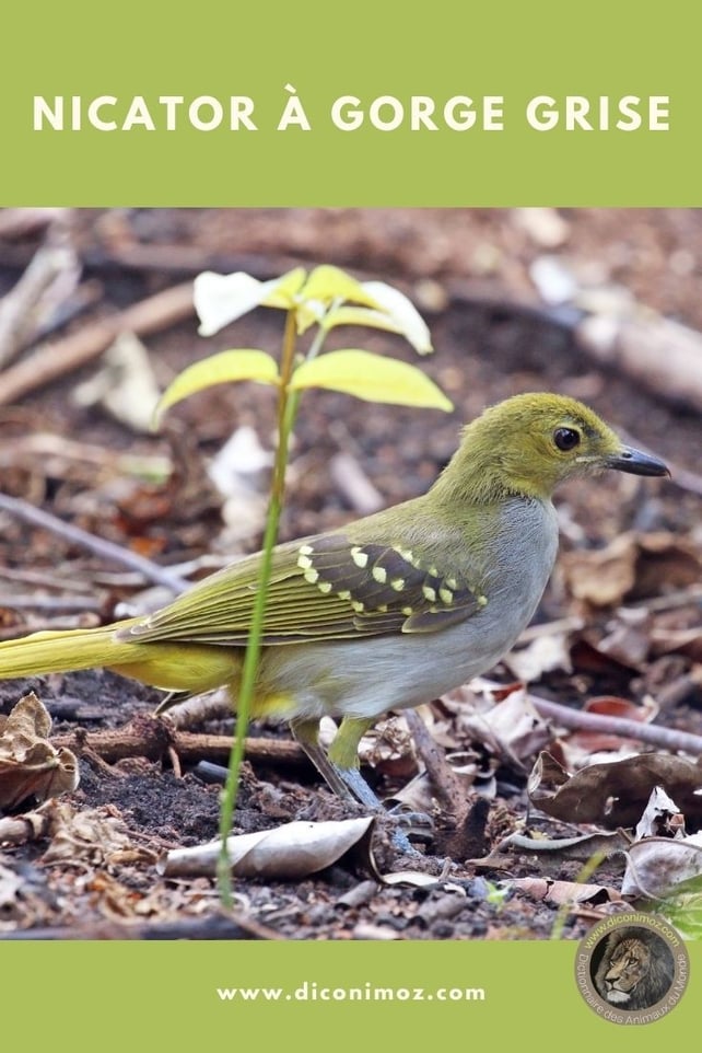 nicator a gorge grise fiche animaux par N