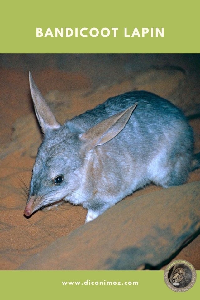 bandicoot lapin bilby fiche animaux australiens