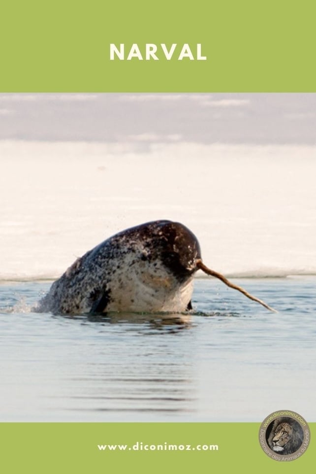 narval fiche animaux par n