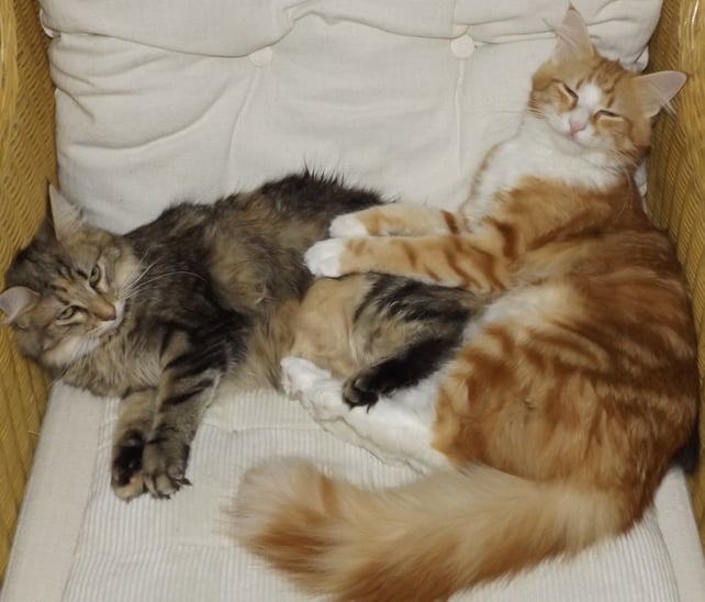 Bella, Ralf Rüdiger, 6 Mon