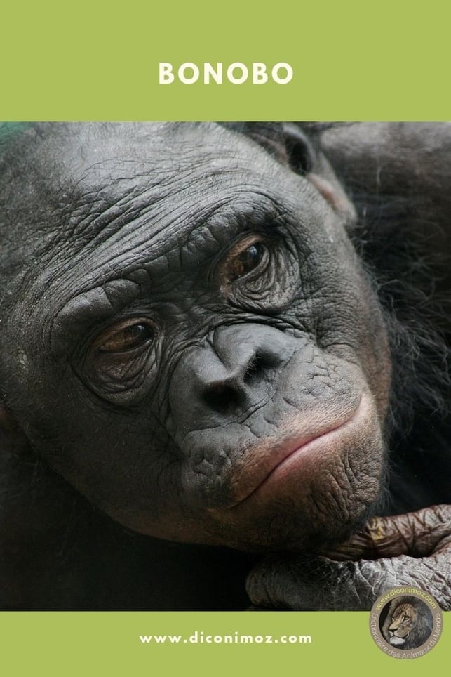 bonobo fiche animaux singe afrique comportement taille poids alimentation repartition