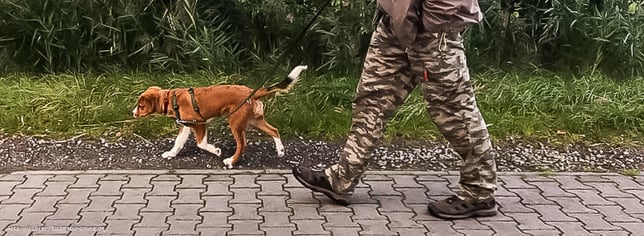 Adi, ein Österreichsicher Pinscher Welpe, geht an der kurzen Leine Gassi, um Leinenführigkeite zu üben.