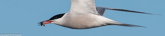 Naturparadies Takern See in Schweden mit dem Wohnmobil