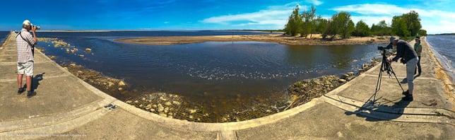 Birdwatching auf der Weichsel-Mündung Delta Birding