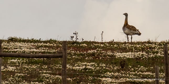 Großtrappe Grosstrappe Großtrappen Grosstrappen Steppe Castro Verde Portugal Pseudosteppe Vogelbeobachtung Great Bustard Ornitho Birding