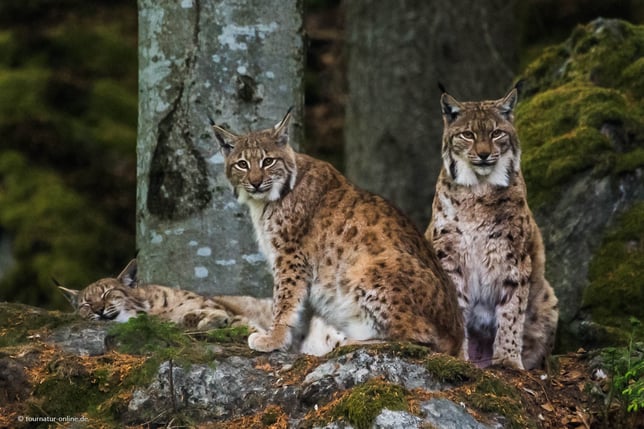 Luchse im Gehege des Nationalpark Bayerischer Wald