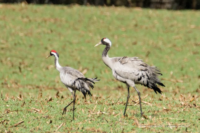 Revierkampf zwischen Höckerschwänen im Linumer Teichland