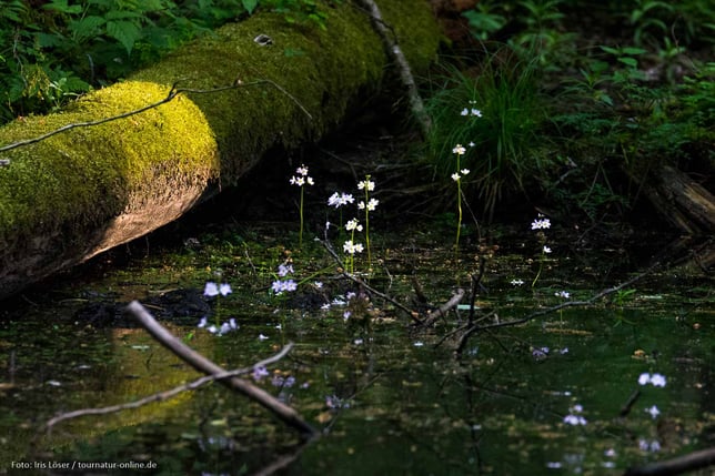 Der Białowieża Nationalpark