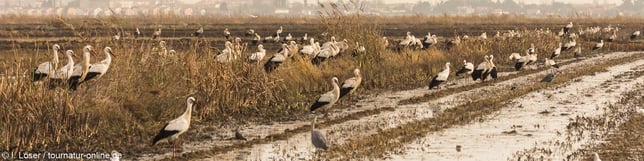 Störche in der Tejo-Mündung