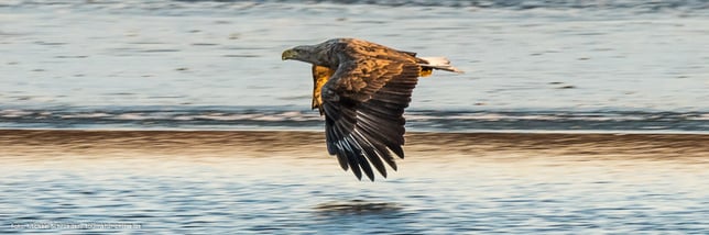 Seeadler über vereistem See im Naturschutzgebiet Ilkerbruch