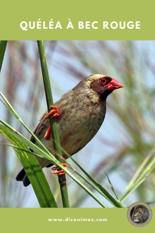 quéléa à bec rouge fiche animaux par Q
