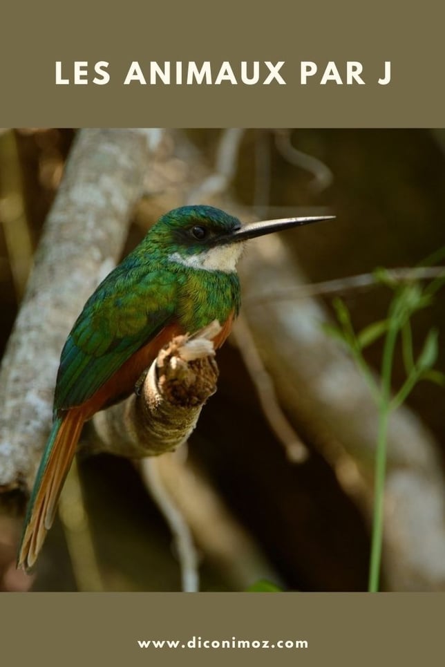les animaux par J