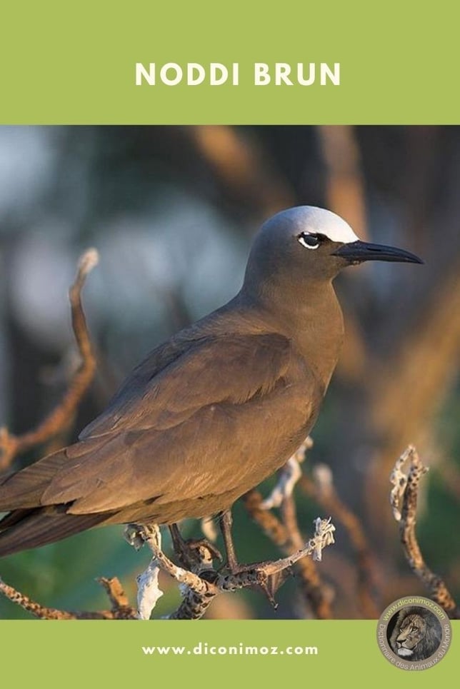 noddi brun fiche animaux par N