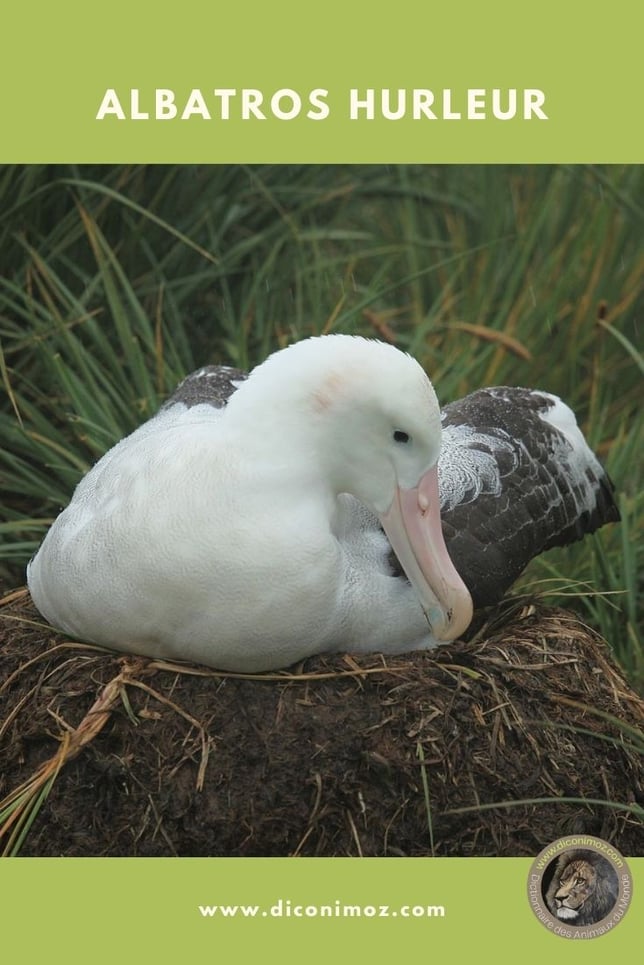 albatros hurleur animaux par A