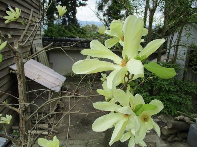 4月中旬に咲く白モクレン、清純なふくよかさが空気を憩わせます。お寺の狛犬さんも一休さんです