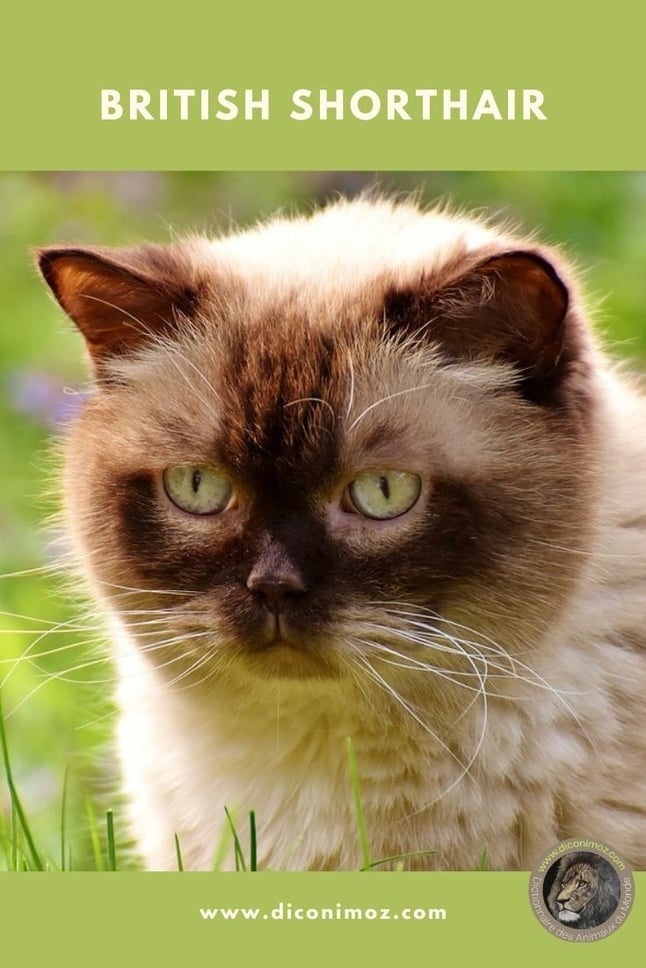 british shorthair fiche animaux chat identification caractere origine sante poil 