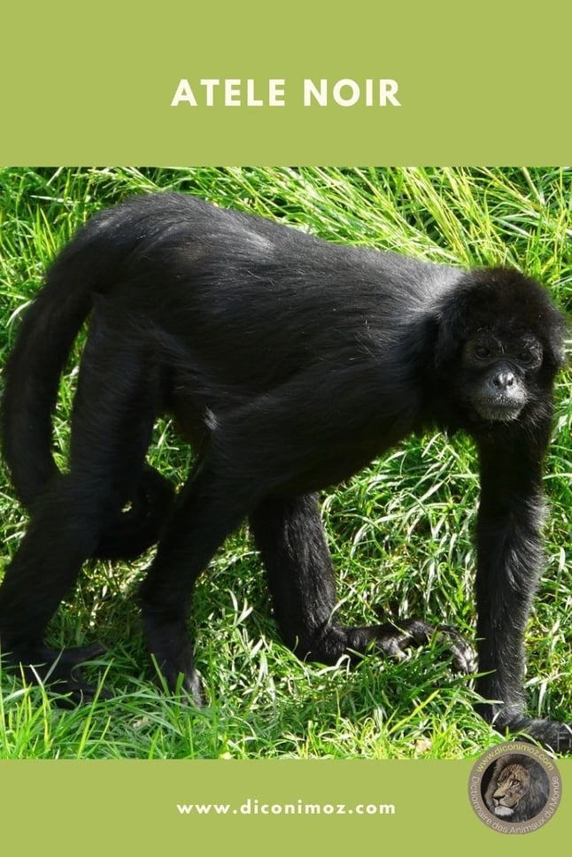 atele noir de colombie fiche animaux singe