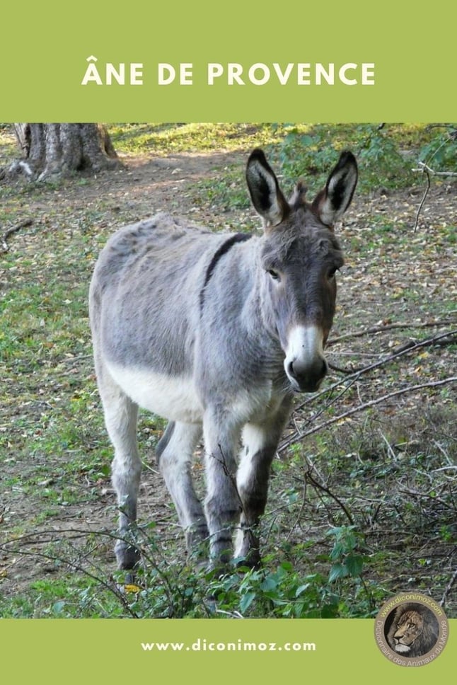 ane de provence animaux par A