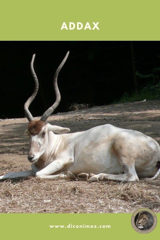addax animaux par A