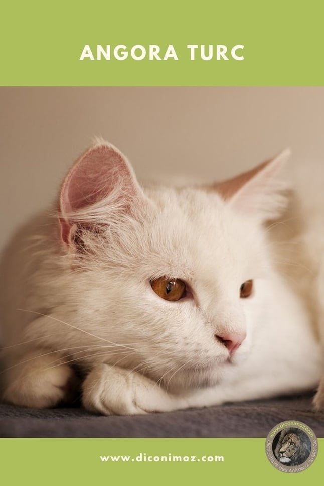 angora turc animaux par A