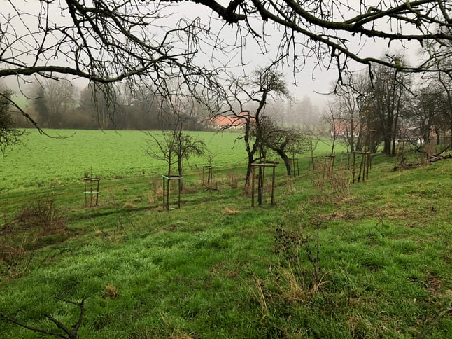 Blick über die Streuobstwiese