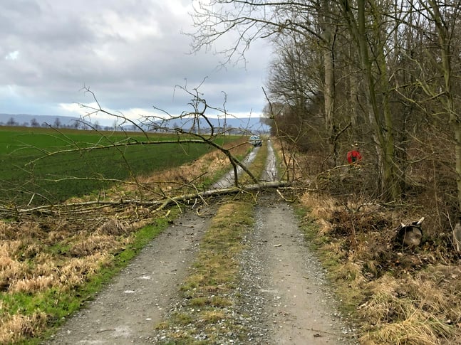 Frisch gefällter kleinerer Baum liegt quer auf dem Wirtschaftsweg