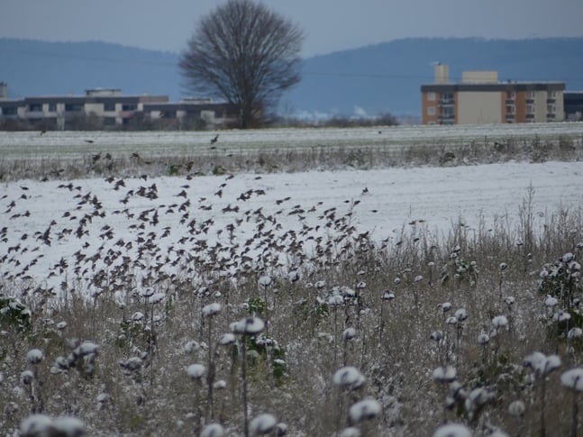 Foto: K. Kilchling-Hink