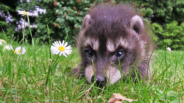 (C) R. Jähne: Waschbärenbaby