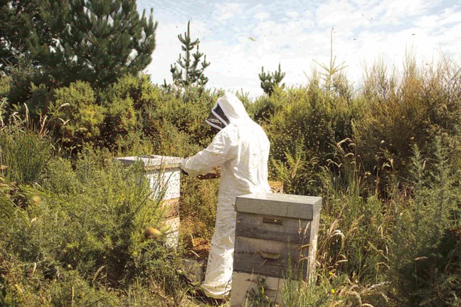 Photographie d'un apiculteur dans la nature sauvage dans son rucher, avec plusieurs ruches et beaucoup d'abeilles autour de lui. Il regarde son cadre de Miel