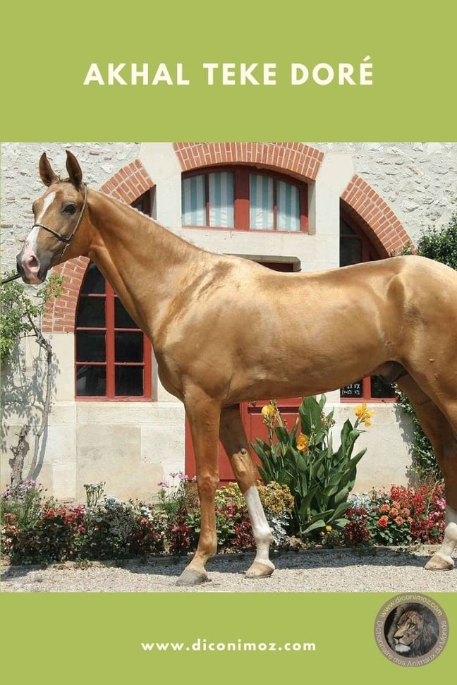 akhal teke animaux par A