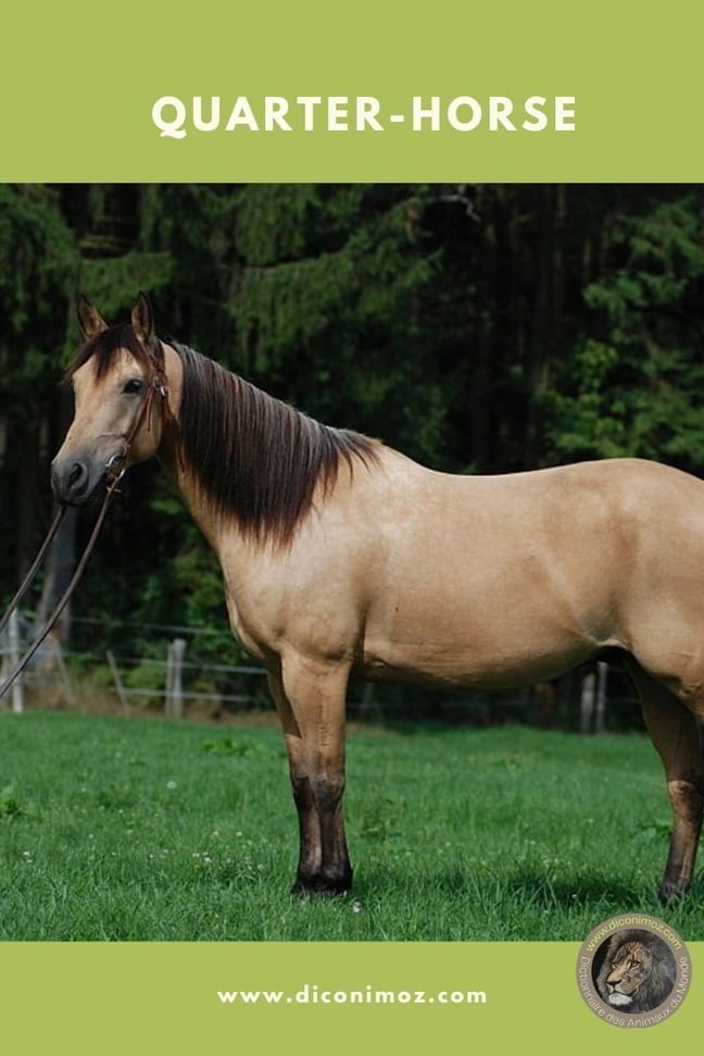 quarter horse fiche animaux par Q
