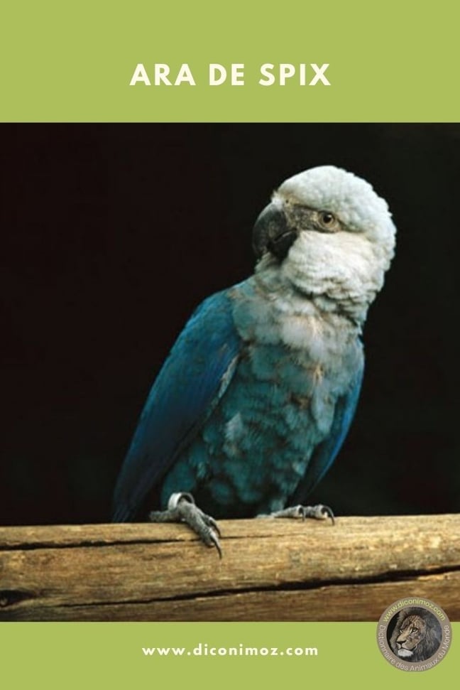 ara de spix fiche animaux oiseaux
